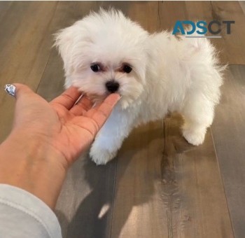 Maltese puppies for sale 
