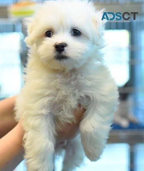 Maltese puppies for sale Moorabbin