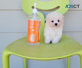  Maltese puppies for sale 
