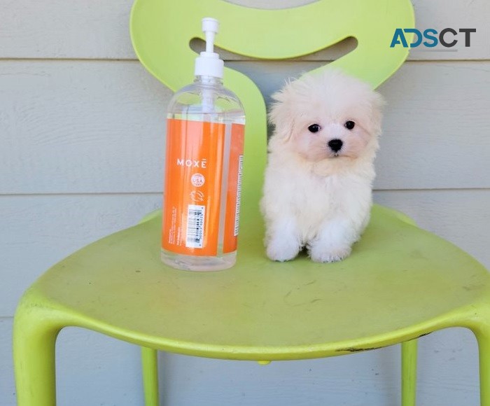  Maltese puppies for sale 