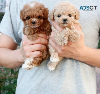 Poodle puppies for sale 