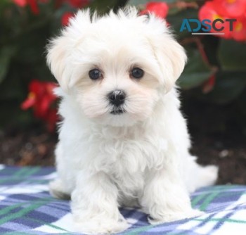Maundering Maltese Puppies For Sale