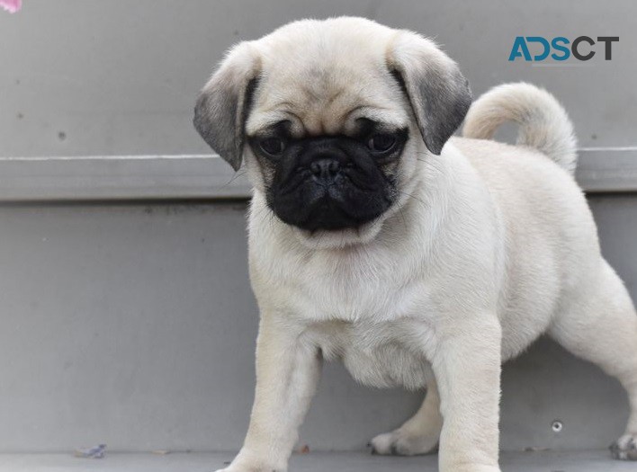 Dargo Pug Puppies For Sale