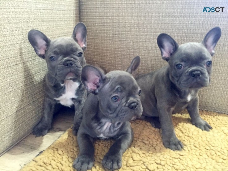 French Bulldog puppies for sale 