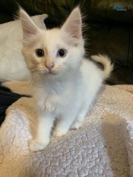 Cute Maine Coon Kittens For Adoption 