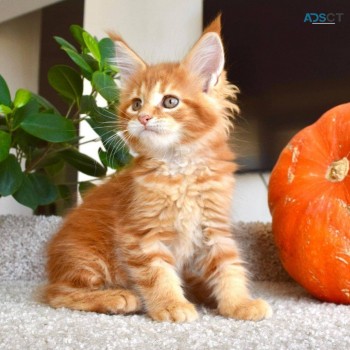  Cute Maine Coon Cats