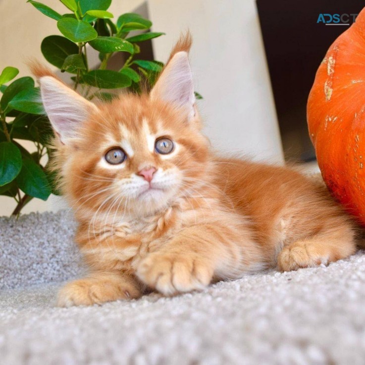  Cute Maine Coon Cats