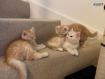 Maine Coon Kittens