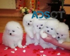 tiny teacup pomeranian puppies for sale