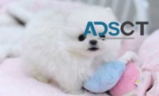 Cute Baby Face Pomeranian Puppies Ready 