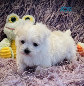 Stunning Tiny Maltese Puppies For Sale