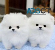  Ice White Tea Cup Pomeranian Puppies