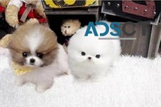 potty lovable Pomeranian Puppies 