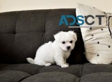 Male And Female Maltese Puppies For Sale