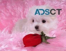 Lovely Maltese puppies Available