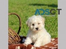 Stunning Bichon Frise Puppies for sale