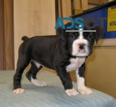 Vaccinated Boxer Puppies for sale