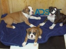 Charming Boxer Puppies for Sale