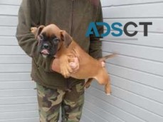Male and Female Boxer Puppies For Sale