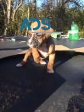 Pure bred Boxer puppies For Sale