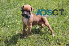 Gorgeous Boxer Puppies Available