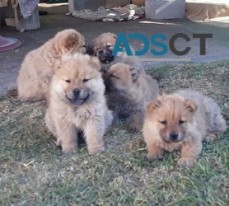 pulkanees chow chow puppies for sale