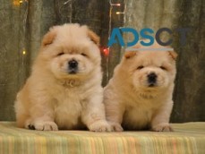 Cream Chow Chow Puppies For Sale