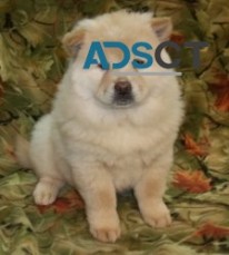 Gorgeous Chow Chow puppies For Sale