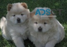 AKC Female & Male Chow Chow Puppies