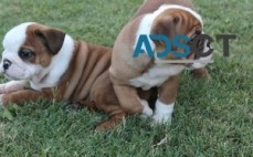 F &M English Bulldog Puppies For Sale