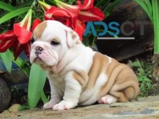 Akc  English Bulldog Puppies For Sale