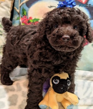 Adorable poodle for sale 