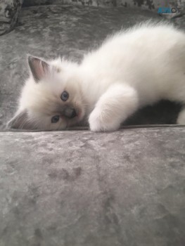 Gouges Ragdoll Kitten