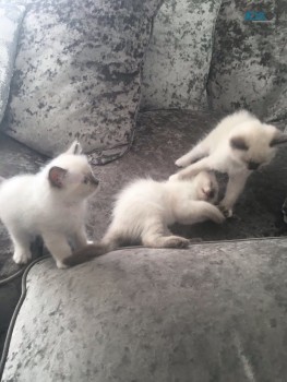 Gouges Ragdoll Kitten
