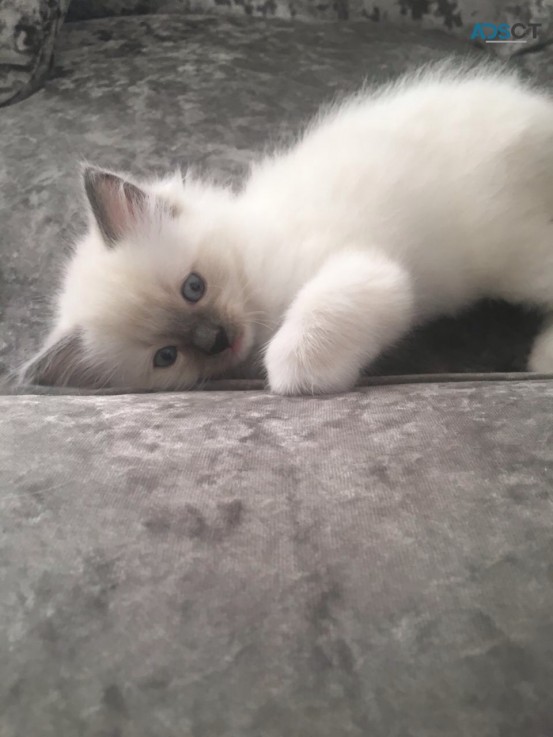 Gouges Ragdoll Kitten