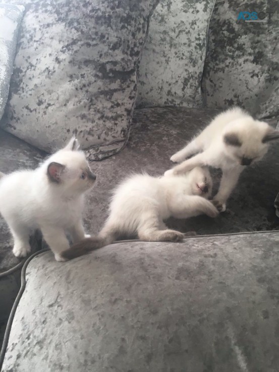 Gouges Ragdoll Kitten