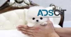 Teacup Pomeranian Puppies For Sale