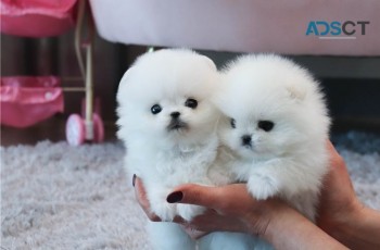 male & female Pomeranian puppies