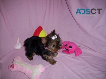 Females/males Yorkshire terrier Puppies 