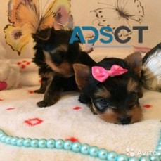 AKC Registered Yorkshire Terriers Puppie