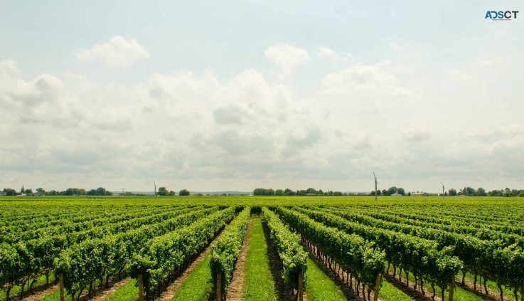 Sonoma Tours
