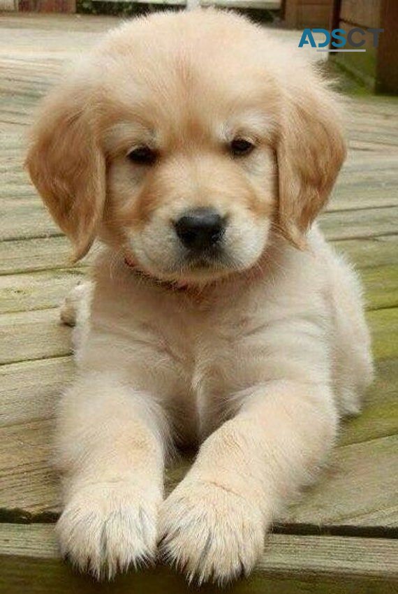 Purebred Goldendoodle puppies for sale