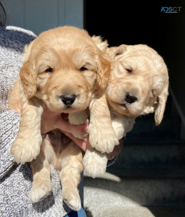 Purebred Goldendoodle puppies for sale
