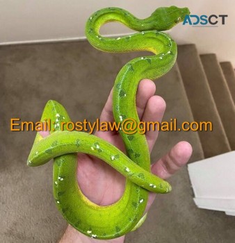 Green tree python 