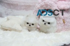 Precious t-cup Pomeranian puppies 