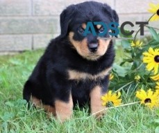 Registered Rottweiler puppies available