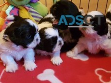 Shih tzu puppies For Sale