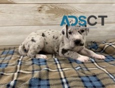 Magnificent Great Dane puppies for sale