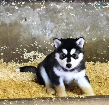 cachorros de husky sebiriano listos