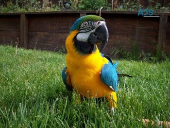 Blue and gold cute macaws